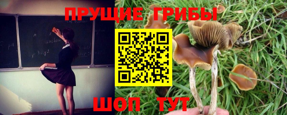 Галлюциногенные грибы мухоморы Вышний Волочёк